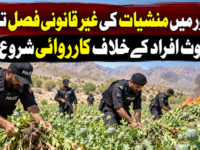 برشور میں منشیات کی غیر قانونی فصل تلف، ملوث افراد کے خلاف کارروائی شروع