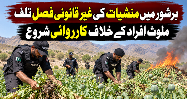 برشور میں منشیات کی غیر قانونی فصل تلف، ملوث افراد کے خلاف کارروائی شروع